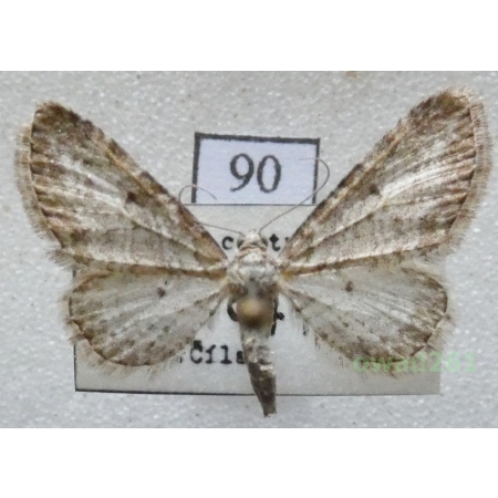 Eupithecia subumbrata (Denis & Schiffermüller, 1775) Czech90